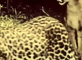 Dark lantern's vintage hairy beauty beaver retro pussy tease