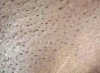 Monster cock rams dripping wet pussy