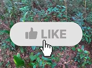 Lost in forest lust, slut screams endlessly from nonstop pounding and creampies