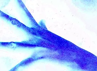 vintage erotic art retro antique bathing beauties