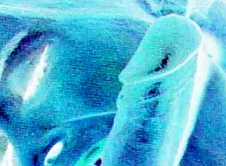 vintage erotic art retro antique bathing beauties