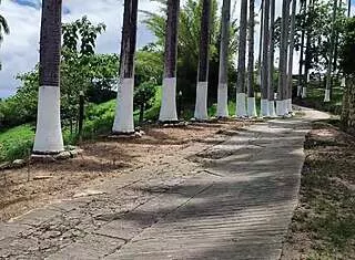 Wife's Outdoor Suck And Fuck Turns Wild After Rimming