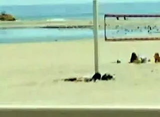 lesbian group licks wet pussies after beach volleyball game toys 69