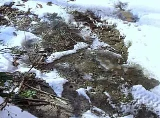 milf stands behind garages pissing her dirty shaved pussy in public