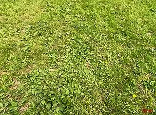 wanna watch my first 2024 forest masturbation moan?