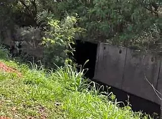 i asked the highway hooker her price and she dragged me into the woods for free raw pounding