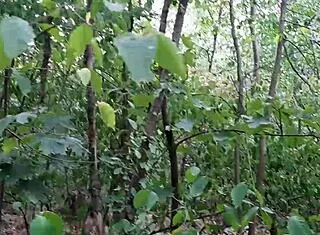 Risky lesbian masturbation in the forest