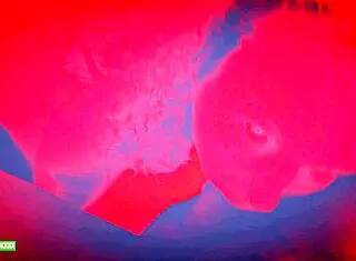 lucky gurl kween bunny b gives red light pov