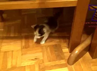 Young Girl Reveals Hairy Beaver In Funny Comic Scene