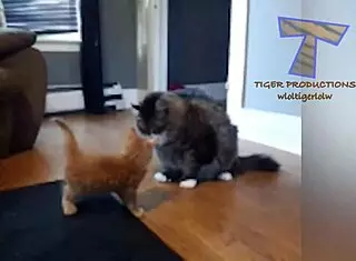 Young Girl Reveals Hairy Beaver In Funny Comic Scene