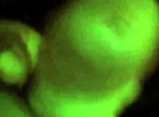 mulatta giving blowjob and handjob