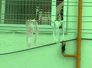 tanga de mi vecina mts