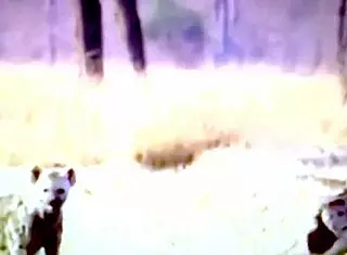 sexo a tres e muita podolatria com dani skyli bia romanxxx e tata canello