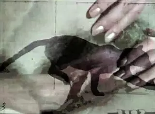 Dark Lantern Entertainment presents a vintage tale of Beauty and the Beast