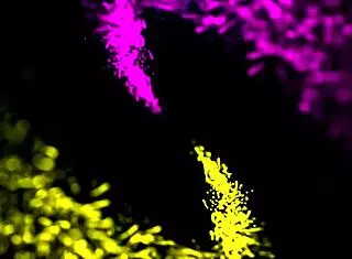 Ryan Riesling And Elle Scissoring To Orgasm