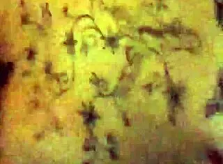 This Amateur Anal Session With A Married Woman Is So Intense!