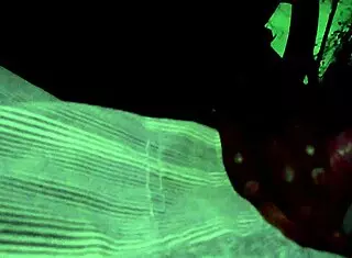 Ebony girl sucks cock and licks ass deeply