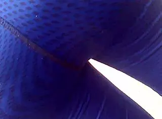 Big Ass Peruvian Model In Huancayo Market Scene