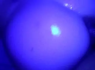 Different breed pawg purple glow customs available