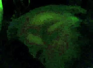 Early Morning Cock Sucking Session