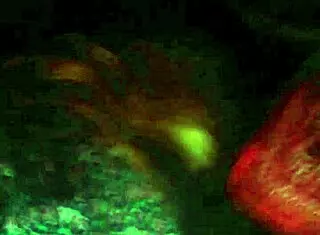 can you believe this big booty bitch taking monster cock?