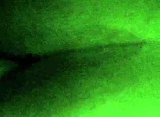 Ebony beauty rides big cock, moaning 'fuck me harder!' as big ass bounces