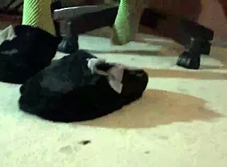 Green Fishnets Model Bent Over Creampie