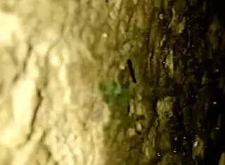 Xtube pepino 2 features a shemale in casual narrative