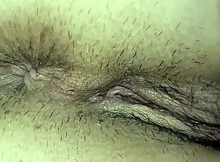 Stallion in the field