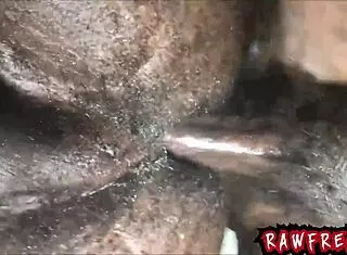 bareback orgy with big black dicks breeding rough