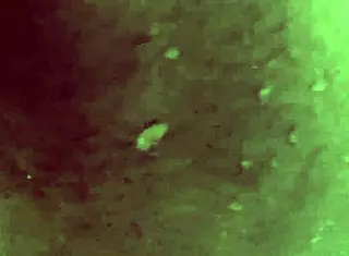 Ebony Neighbor Loved My Cock in Steamy Bathroom Pounding!