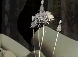 vintage hairy trio in steamy action