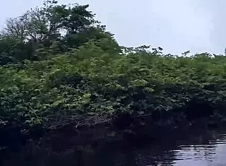 Nina lins' teen in a wild class threesome