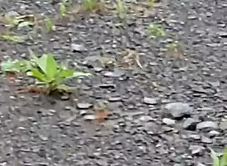 why am i slurping my master's pee on the highway?