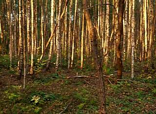 Čudovita brunetka dobi globoki analni creampie v jesenskih gozdovih