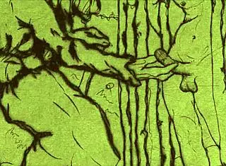 Vintage Hentai Animation Depicts Erotic Scenes