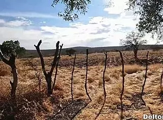 this big-ass latina loves outdoor fucking and sensual stripping