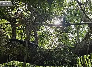 Taking Advantage Of Humility In The Forest!