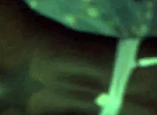 beautiful african girl twerks her big ass on the dance floor. homemade video of juicy moves.