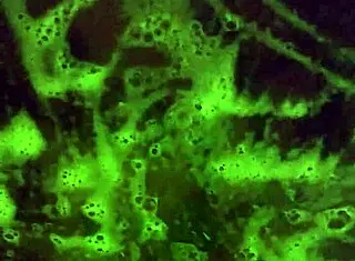 Ebony Amateur Mzkiwi Tries Anal Assfucking In Shower For First Time