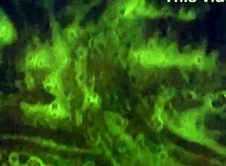 Ebony Amateur Mzkiwi Tries Anal Assfucking In Shower For First Time