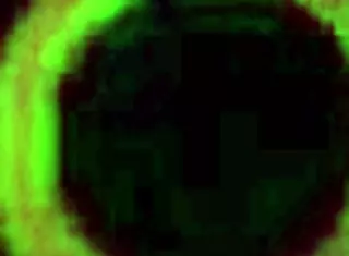 Pressley Carter And Friend Suck Dick Deep