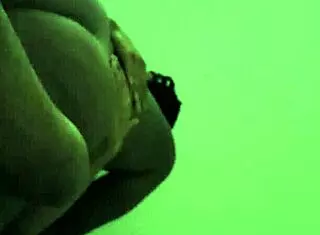 gorgeous african woman rides bbw style