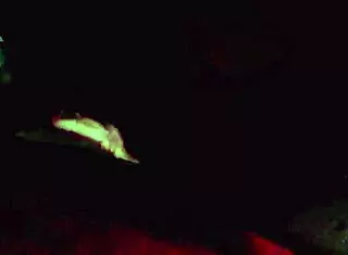 Blonde whore in couple gives blowjob to monster cock.