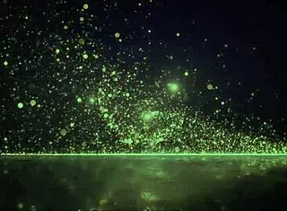 Falcon Studios Devin Franco Takes Asian Cock