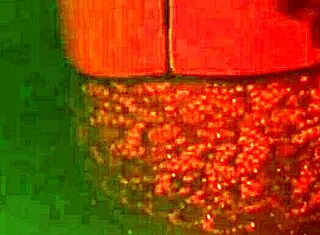 Rica morena sw in homemade amateur scene with horny sexy ass