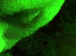 Oral-Stimulation For Reality Porn Contest