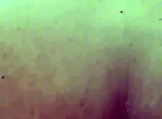 busty asian babe gets creampied in bangkok street massage without condom