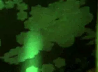 Thai Hooker Slammed Bareback with Messy Creampie Finish, Damn!