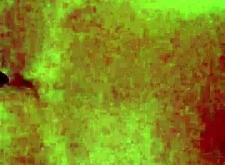 I filmed the neighbor riding but she discovered